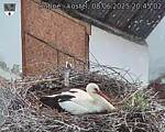 Capi_Dubne_20250608_204502.jpg