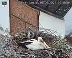 Capi_Dubne_20250608_205004.jpg