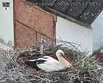 Capi_Dubne_20250608_210002.jpg