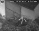Capi_Dubne_20250608_213502.jpg