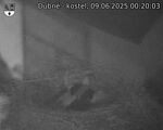 Capi_Dubne_20250609_002003.jpg