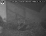Capi_Dubne_20250609_003003.jpg