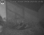 Capi_Dubne_20250609_011502.jpg