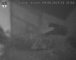 Capi_Dubne_20250609_013502.jpg