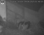 Capi_Dubne_20250609_014003.jpg