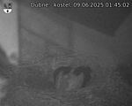 Capi_Dubne_20250609_014502.jpg
