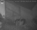 Capi_Dubne_20250609_015503.jpg