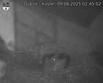 Capi_Dubne_20250609_024502.jpg