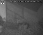Capi_Dubne_20250609_031502.jpg