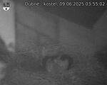 Capi_Dubne_20250609_035502.jpg