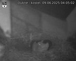 Capi_Dubne_20250609_040502.jpg