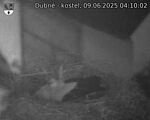 Capi_Dubne_20250609_041002.jpg