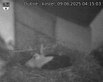 Capi_Dubne_20250609_041503.jpg