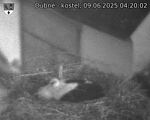 Capi_Dubne_20250609_042002.jpg