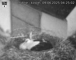 Capi_Dubne_20250609_042502.jpg