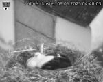 Capi_Dubne_20250609_044003.jpg