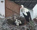 Capi_Dubne_20250609_044502.jpg