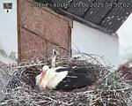 Capi_Dubne_20250609_045002.jpg