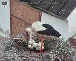 Capi_Dubne_20250609_050002.jpg