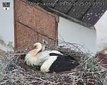 Capi_Dubne_20250609_050503.jpg