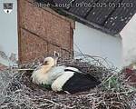 Capi_Dubne_20250609_051503.jpg
