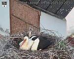 Capi_Dubne_20250609_052003.jpg
