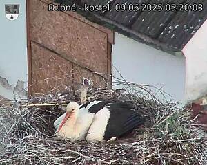 Capi_Dubne_20250609_052003.jpg (1350 x 1080)