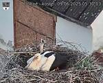 Capi_Dubne_20250609_053003.jpg