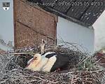 Capi_Dubne_20250609_054003.jpg