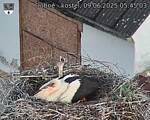 Capi_Dubne_20250609_054503.jpg