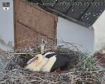 Capi_Dubne_20250609_055003.jpg