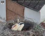 Capi_Dubne_20250609_060003.jpg