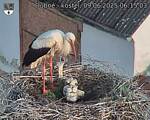 Capi_Dubne_20250609_061503.jpg