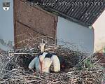 Capi_Dubne_20250609_062003.jpg