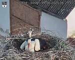 Capi_Dubne_20250609_062503.jpg