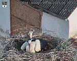 Capi_Dubne_20250609_063003.jpg