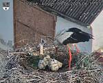 Capi_Dubne_20250609_063503.jpg