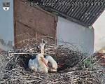 Capi_Dubne_20250609_064003.jpg