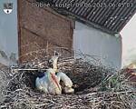 Capi_Dubne_20250609_064503.jpg