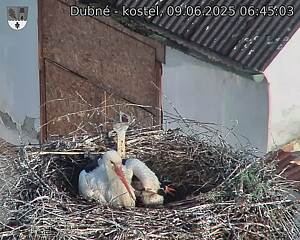 Capi_Dubne_20250609_064503.jpg (1350 x 1080)