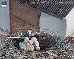 Capi_Dubne_20250609_065003.jpg