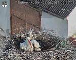 Capi_Dubne_20250609_065503.jpg