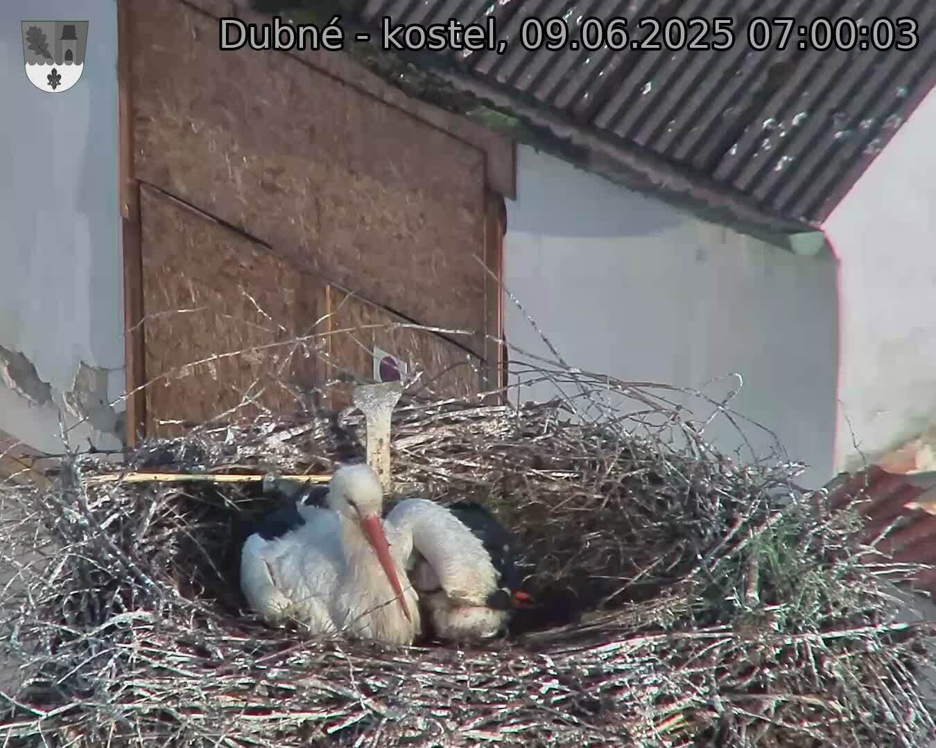 Capi_Dubne_20250609_070003.jpg (1350 x 1080)