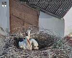 Capi_Dubne_20250609_070003.jpg