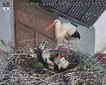 Capi_Dubne_20250609_070503.jpg