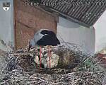 Capi_Dubne_20250609_071003.jpg