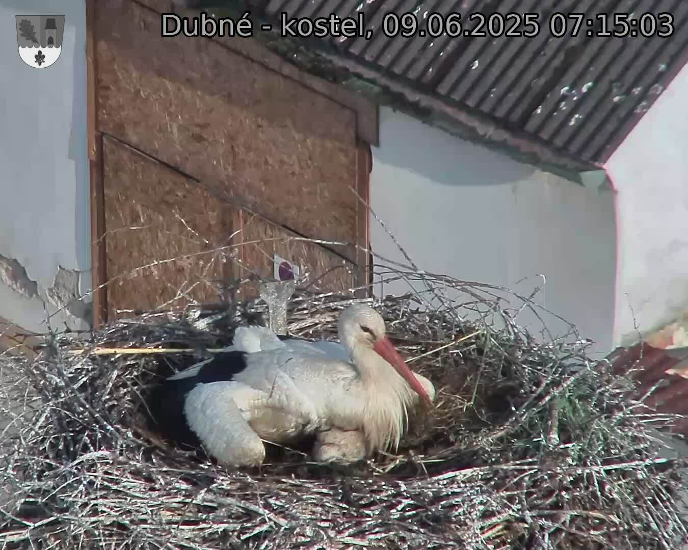 Capi_Dubne_20250609_071503.jpg (1350 x 1080)