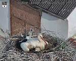 Capi_Dubne_20250609_071503.jpg