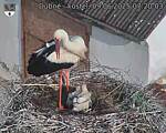 Capi_Dubne_20250609_072003.jpg