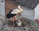 Capi_Dubne_20250609_072503.jpg